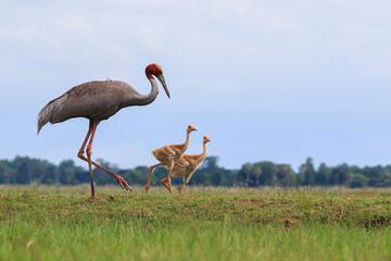 The sarus crane is a rare, large bird that lives in wetlands and organic rice fields in Buriram Province, Thailand. 