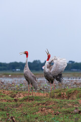 The sarus crane is a rare, large bird that lives in wetlands and organic rice fields in Buriram Province, Thailand. 