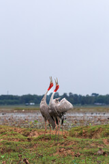 The sarus crane is a rare, large bird that lives in wetlands and organic rice fields in Buriram Province, Thailand. 