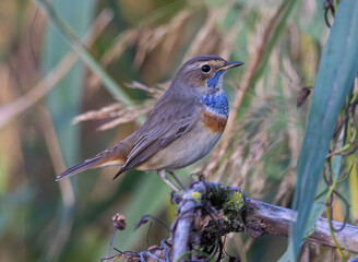 Pettazzurro (Luscinia svecica)