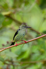 Female of bird Red-legged honeycreeper (Cyanerpes cyaneus), Refugio de Vida Silvestre Cano Negro, Wildlife and bird watching in Costa Rica.