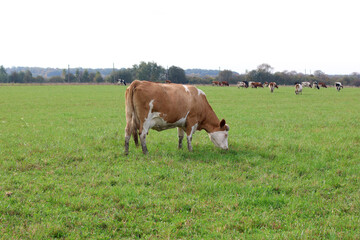 Cows graze in the pasture. Agriculture. Cattle breeding.