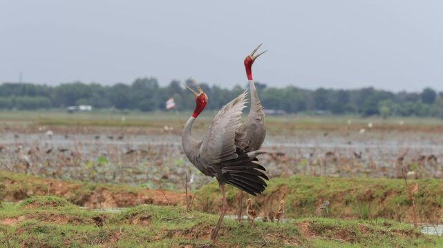 The sarus crane is a rare, large bird that lives in wetlands and organic rice fields in Buriram Province, Thailand. 