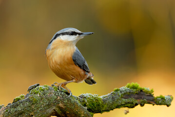 Eurasian nuthatch, Sitta europaea sitting on branch in forest. At sunrise © Robert Adami