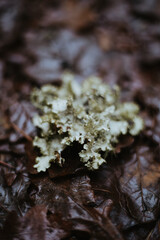 Lichen on Wet Leaves in Forest Floor Scene