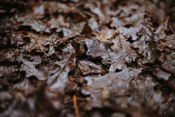 Wet Autumn Leaves Covering the Forest Floor