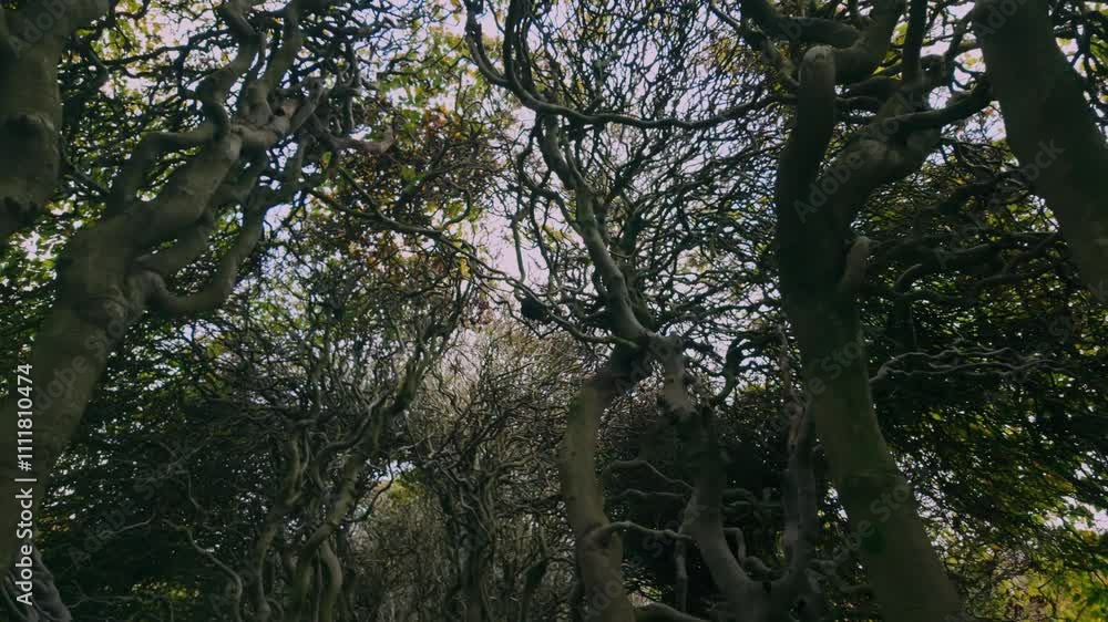 Poster Captivating view of tangled and twisting branches forming intricate canopy in an enchanted forest. Sunlight peeks through, illuminating the dense foliage and creating a serene yet mysterious ambiance