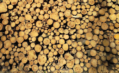 Background from the ends of cut tree trunks. Poland