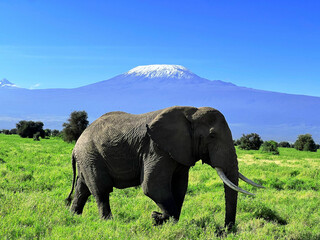 elephant in the savannah, mount kilimanjaro