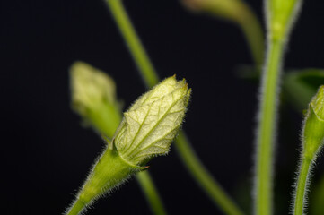 Delicate buds emerging in the shadows of a quiet garden at dusk.