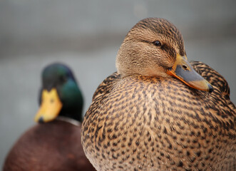Close-up of a pair of wild ducks against a grey backdrop on a cold autumn afternoon. Soft selective focus.