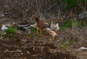 Hen leading her lively chicks through a patch of grass and debris in a rural setting.