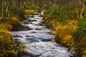 Flowing river in a serene forest landscape during autumn with colorful foliage