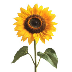 Obraz premium sunflower isolated on white
