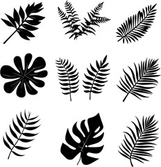 Set of 8 isolated fern silhouette vector illustrations
