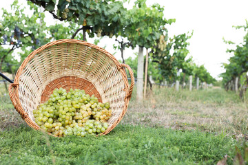 Ripe grapes in wicker basket outdoors, space for text