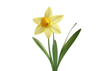 Yellow daffodil flowers in bloom isolated. PNG transparent.