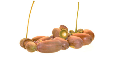acorns isolated on white background
