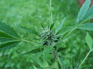 Legal hemp plant in the garden, decorative and about to bloom. Reflects the shift in legislation and the diverse applications of hemp in everyday life