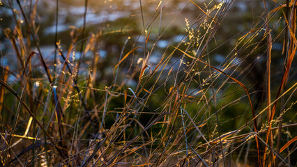 Close up of grass during golden hour with blur applied to the background