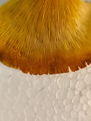 macro photo showing the texture behind the mushroom cap on a white background