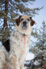 Dog portrait, forest pine trees and blue sky