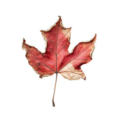 Naklejka premium autumn maple leaf
