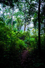 Fototapeta premium Serene forest pathway adventure lush jungle nature photography tranquil environment ground level exploration of wilderness