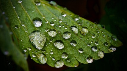 Water droplets on a leaf