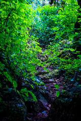 Obraz premium Exploring a lush pathway through dense greenery forest trail photography natural environment ground level serenity and adventure