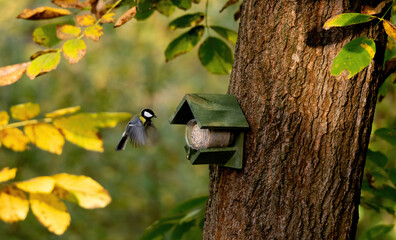 Blue Tit Flew To Feeder In Autumn Forest