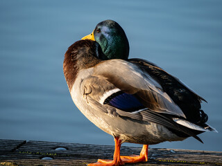 Male duck 
