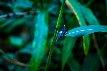 Crickets singing amidst lush greenery tropical rainforest nature close-up vibrant environment low angle wildlife harmony