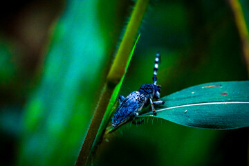 Insect observations macro photography of a beetle on green leaf in tropical forest close-up nature beauty exploration