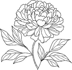Hand drawn flower peony. Illustration line art and leaves on a white background.  For coloring pages, botanical designs, and minimalist art.
