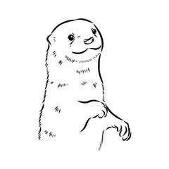 Vector of Asian Otter, Aonyx cinerea or Oriental Small-clawed Otter on whiet background.