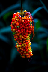 Vibrant pepper plant harvest tropical garden botanical photography lush greenery close-up nature's bounty on display