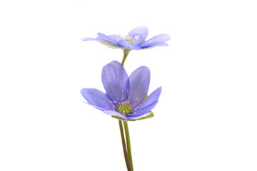 hepatica nobilis isolated