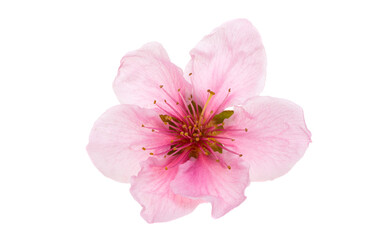 sakura flowers isolated