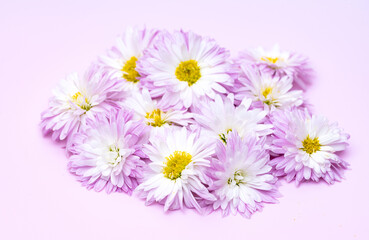 lilac chrysanthemums