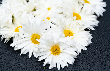 Obraz premium white chrysanthemums