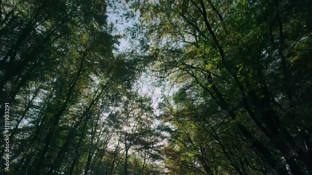 Poster enchanting view of sunlight filtering through lush forest canopy, casting light and shadows on vibra