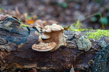 Brown tree fungus on a decayed log, surrounded by moss and autumn leaves