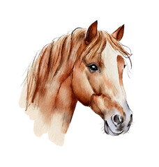 Horse head watercolor drawing..Isolated on a white background.