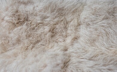 fur texture background