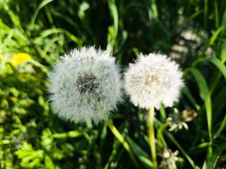 Dandelion seed background. Selective focus with shallow depth of field.