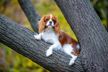 Cavalier King Charles Spaniel on a walk in the forest
