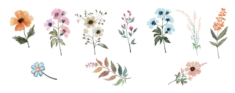 Set watercolor elements - wildflowers, herbs, leaf. collection garden and wild, forest herb, flowers, branches. illustration isolated on white background, exotic leaf.
