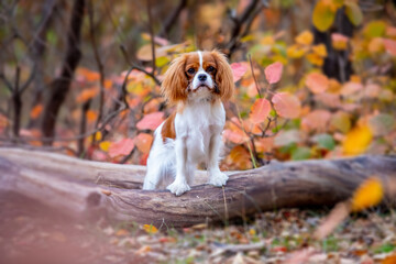 Cavalier King Charles Spaniel on a walk in the forest