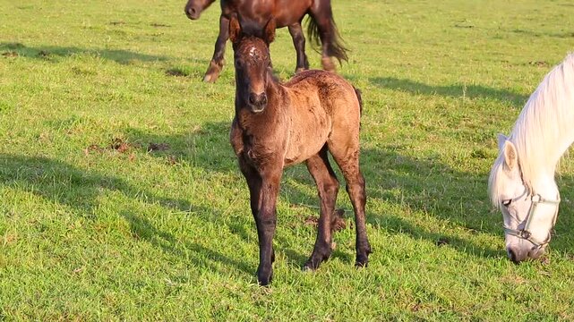 Horse foal looking calmly at the camera